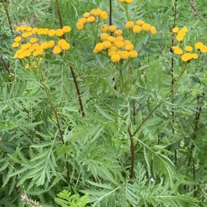 Photographie n°2504154 du taxon Tanacetum vulgare L. [1753]
