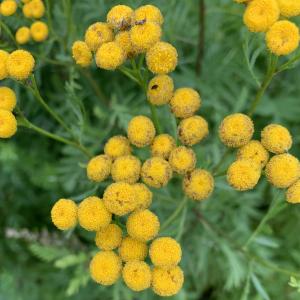 Photographie n°2504155 du taxon Tanacetum vulgare L. [1753]