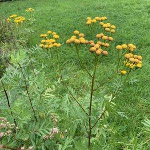 Photographie n°2504157 du taxon Tanacetum vulgare L. [1753]