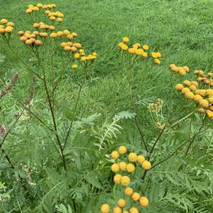 Photographie n°2504158 du taxon Tanacetum vulgare L. [1753]