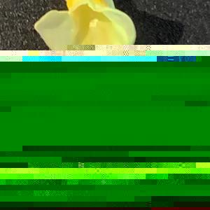 Photographie n°2504160 du taxon Tanacetum vulgare L. [1753]