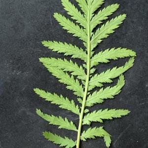 Photographie n°2504161 du taxon Tanacetum vulgare L. [1753]