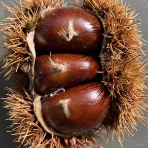 Photographie n°2504226 du taxon Castanea sativa Mill. [1768]