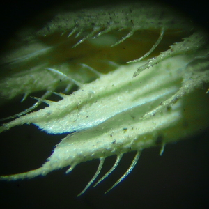 Phleum phleoides (L.) H.Karst. (Fléole de Boehmer)