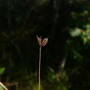 Photographie n°2504237 du taxon Thalictrum minus subsp. saxatile Ces. [1844]