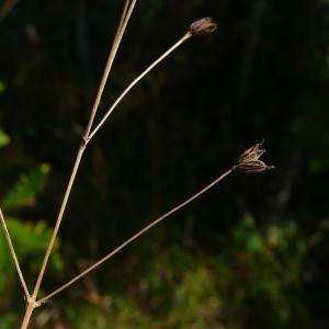 Photographie n°2504238 du taxon Thalictrum minus subsp. saxatile Ces. [1844]