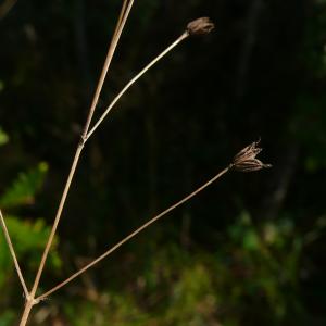 Photographie n°2504239 du taxon Thalictrum minus subsp. saxatile Ces. [1844]