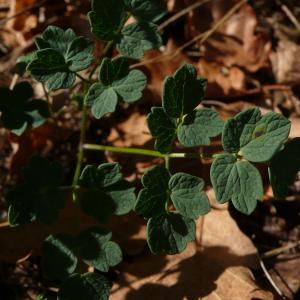 Photographie n°2504240 du taxon Thalictrum minus subsp. saxatile Ces. [1844]