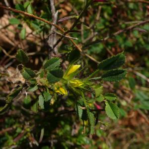  - Ononis pusilla subsp. pusilla