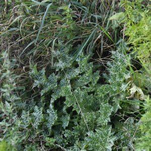 Photographie n°2504249 du taxon Silybum marianum (L.) Gaertn.