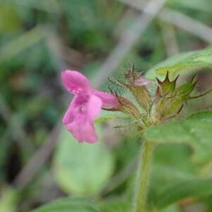 Photographie n°2504294 du taxon Clinopodium vulgare L.