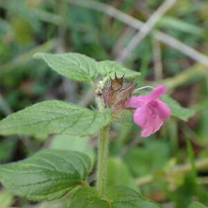 Photographie n°2504297 du taxon Clinopodium vulgare L.