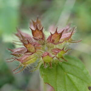 Photographie n°2504298 du taxon Clinopodium vulgare L.