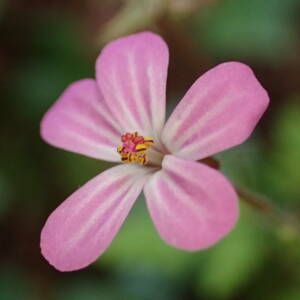 Photographie n°2504313 du taxon Geranium robertianum L.