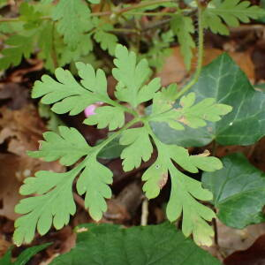 Photographie n°2504317 du taxon Geranium robertianum L.