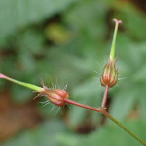 Photographie n°2504321 du taxon Geranium robertianum L.