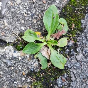 Photographie n°2504335 du taxon Plantago major L. [1753]