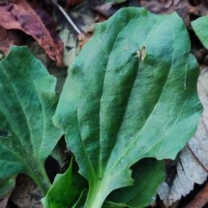 Photographie n°2504342 du taxon Plantago major L. [1753]