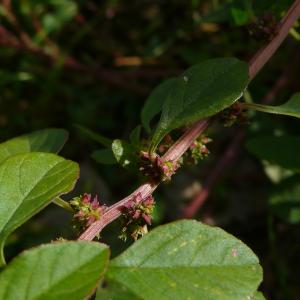  - Amaranthus graecizans subsp. silvestris (Vill.) Brenan [1961]