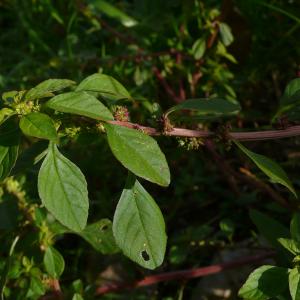  - Amaranthus graecizans subsp. silvestris (Vill.) Brenan [1961]