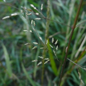  - Eragrostis virescens J.Presl [1830]