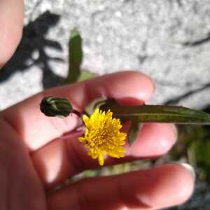 Photographie n°2504448 du taxon Sonchus oleraceus L.