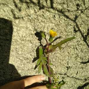 Photographie n°2504450 du taxon Sonchus oleraceus L.