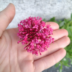 Photographie n°2504455 du taxon Centranthus ruber (L.) DC.