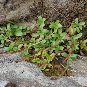 Photographie n°2504466 du taxon Epilobium anagallidifolium Lam. [1786]