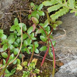 Photographie n°2504467 du taxon Epilobium anagallidifolium Lam. [1786]