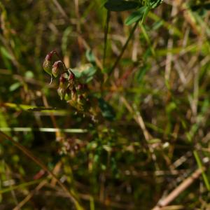 Photographie n°2504484 du taxon Trigonella altissima (Thuill.) Coulot & Rabaute [2013]