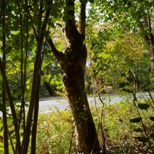 Photographie n°2504494 du taxon Platanus x hispanica Mill. ex Münchh. [1770]