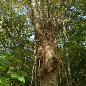 Photographie n°2504495 du taxon Platanus x hispanica Mill. ex Münchh. [1770]