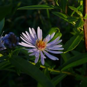 Photographie n°2504497 du taxon Symphyotrichum x salignum (Willd.) G.L.Nesom [1995]