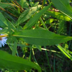 Photographie n°2504499 du taxon Symphyotrichum x salignum (Willd.) G.L.Nesom [1995]