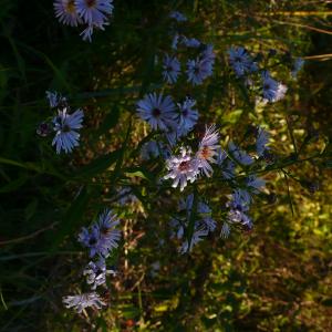 Photographie n°2504501 du taxon Symphyotrichum x salignum (Willd.) G.L.Nesom [1995]