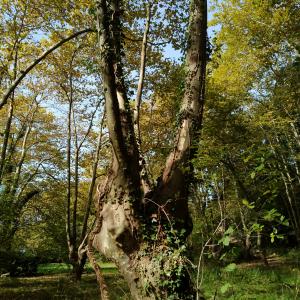 Photographie n°2504508 du taxon Platanus x hispanica Mill. ex Münchh. [1770]