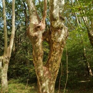 Photographie n°2504509 du taxon Platanus x hispanica Mill. ex Münchh. [1770]