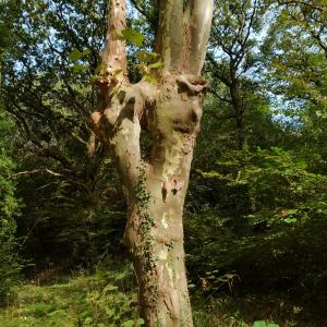 Photographie n°2504510 du taxon Platanus x hispanica Mill. ex Münchh. [1770]