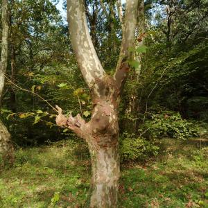 Photographie n°2504511 du taxon Platanus x hispanica Mill. ex Münchh. [1770]