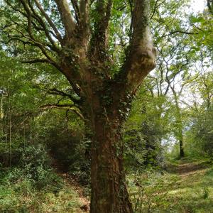 Photographie n°2504513 du taxon Platanus x hispanica Mill. ex Münchh. [1770]