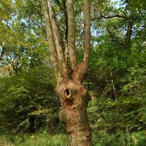 Photographie n°2504515 du taxon Platanus x hispanica Mill. ex Münchh. [1770]