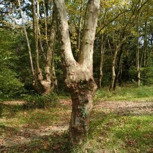 Photographie n°2504521 du taxon Platanus x hispanica Mill. ex Münchh. [1770]