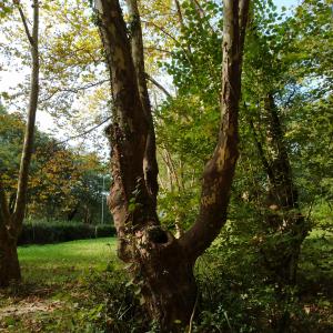 Photographie n°2504522 du taxon Platanus x hispanica Mill. ex Münchh. [1770]