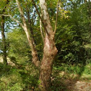 Photographie n°2504523 du taxon Platanus x hispanica Mill. ex Münchh. [1770]