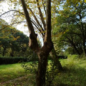 Photographie n°2504524 du taxon Platanus x hispanica Mill. ex Münchh. [1770]