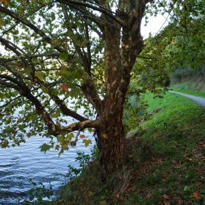 Photographie n°2504536 du taxon Platanus x hispanica Mill. ex Münchh. [1770]