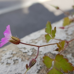 Photographie n°2504582 du taxon Geranium robertianum L.