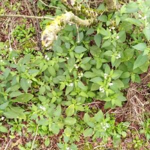 Photographie n°2504609 du taxon Solanum nigrum L. [1753]