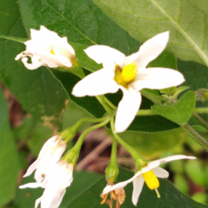 Photographie n°2504613 du taxon Solanum nigrum L. [1753]